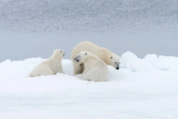 Oso Polar Ursus Maritimus Madre Gemelos Paquete Hielo Norte Svalbard —  Fotos de Stock
