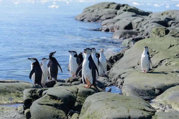 アゴヒゲ ペンギンの南極のビーチで — ストック写真
