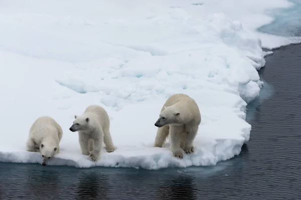 Isbjörn Ursus Maritimus Mor Och Två Ungar Packisen Norr Svalbard — Stockfoto