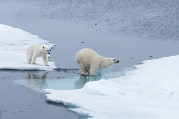 Άγρια Πολική Αρκούδα Και Cubs Άλματα Ολόκληρη Την Πάγου Στον — Φωτογραφία Αρχείου