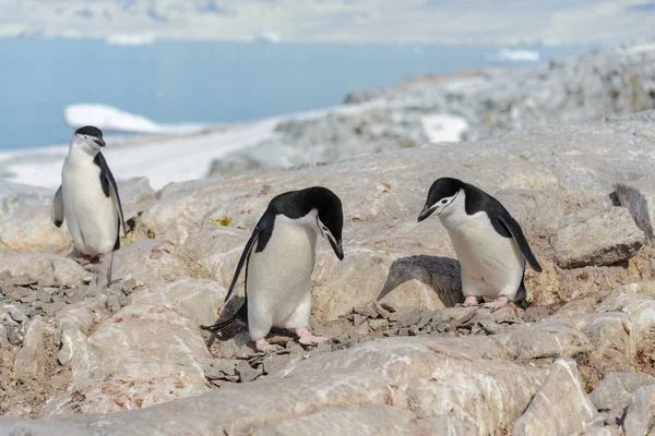 Пінгвіни Пляжі Антарктиді — стокове фото