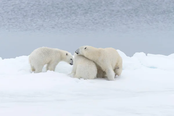 Orso Polare Ursus Maritimus Madre Cuccioli Gemelli Sul Pack Ice — Foto Stock