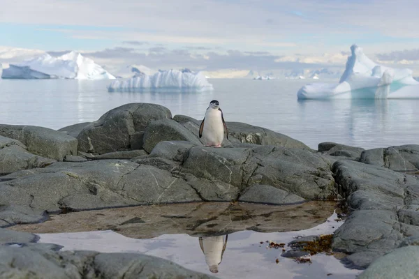 Miğfer Penguen Yansıması Antarktika Ile Kayaya — Stok fotoğraf