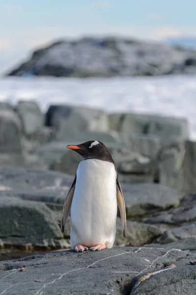 Gentoo Пінгвіна Скелі Антарктиді — стокове фото