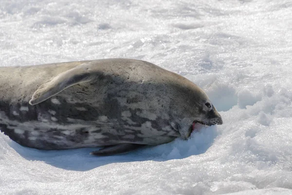Phoque Léopard Sur Plage Avec Neige Antarctique — Photo