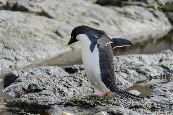 Grupo Pinguins Adelie Praia Antártida — Fotografia de Stock