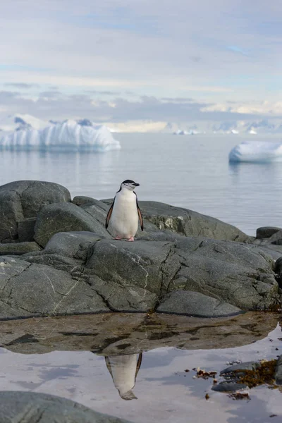 Stormbandpinguïn Rots Met Reflectie Antarctica — Stockfoto