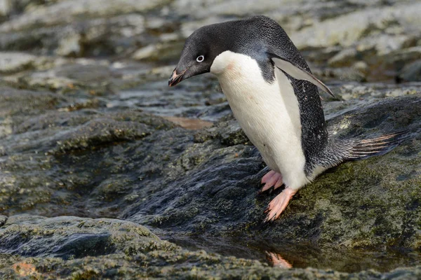 Pingouin Habitat Naturel — Photo