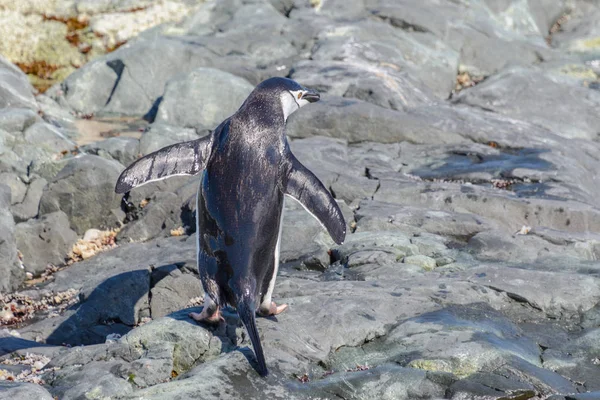 Pinguim Chinstrap Praia Antártida — Fotografia de Stock