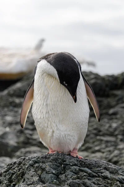 アデリー ペンギン南極大陸のビーチの上に立って — ストック写真