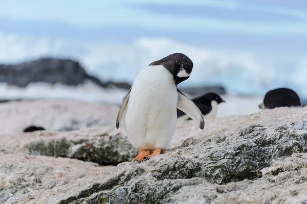 Pinguim Adelie Indo Para Praia Antártida — Fotografia de Stock