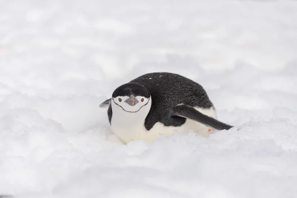 Chinstrap Pingüino Arrastrándose Sobre Nieve —  Fotos de Stock