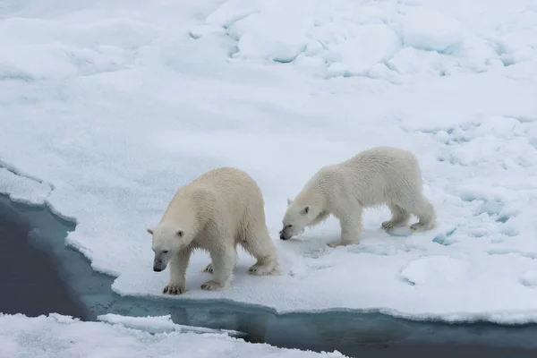 Niedźwiedź Polarny Ursus Maritimus Matka Cub Lodzie Północ Svalbardu Saneczkarstwo — Zdjęcie stockowe