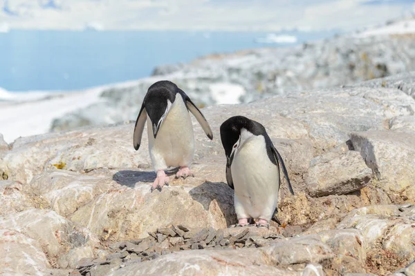 Pingvinkolonier Stranden Antarktis — Stockfoto