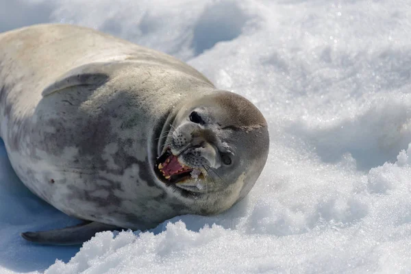 Leopard Seal Beach Snow Antarctica — Stock Photo, Image