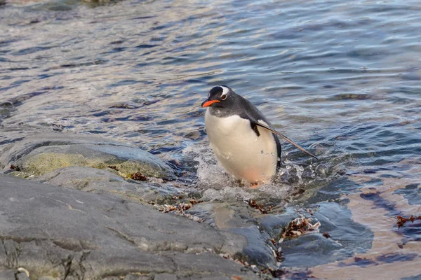 Gentoo Pingouin Dans Eau — Photo