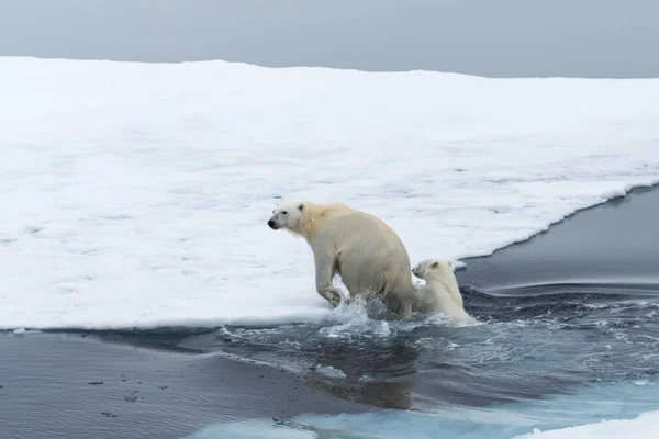 Urso Polar Selvagem Filhotes Saltando Através Gelo Gelo Pacote Norte — Fotografia de Stock