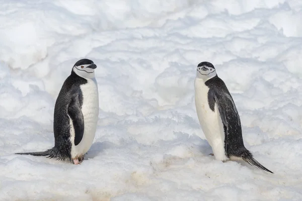 Pingouin Pingouin Sur Neige Antarctique — Photo