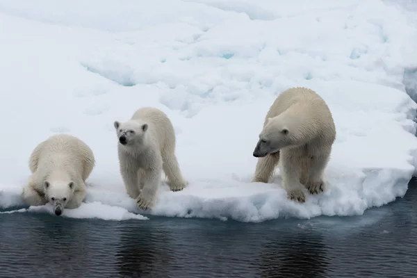 Oso Polar Ursus Maritimus Madre Gemelos Paquete Hielo Norte Svalbard — Foto de Stock