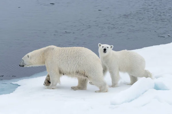野生北极熊 Ursus Maritimus 母亲和幼崽在 Svalbard 北极挪威北部的冰上 — 图库照片