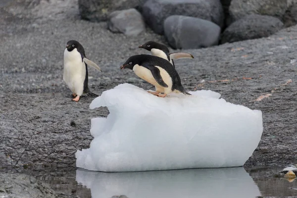 阿德利企鹅站在南极洲的冰上 — 图库照片
