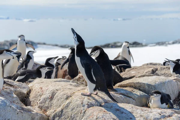 Chinstrap Pingüino Playa Antártida — Foto de Stock