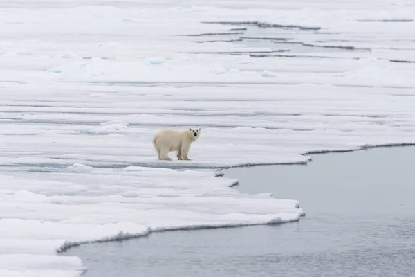 Jegesmedve Ursus Maritimus Folyik Jégtáblák Északra Spitsbergen Szigeten Svalbard — Stock Fotó