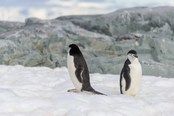 Pinguim Gentoo Neve Antártida — Fotografia de Stock