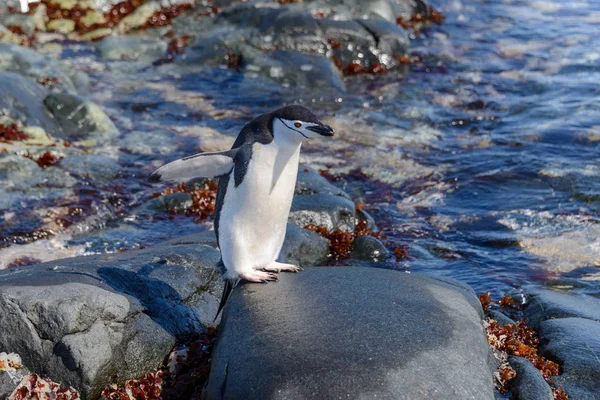 Pingouin Chinstrap Sur Plage Antarctique Avec Réflexion — Photo