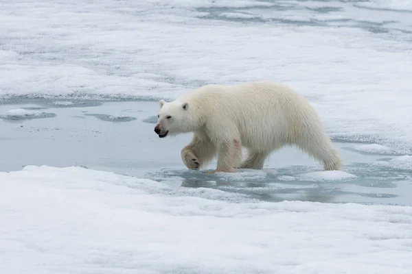 Jegesmedve Ursus Maritimus Folyik Jégtáblák Északra Spitsbergen Szigeten Svalbard — Stock Fotó