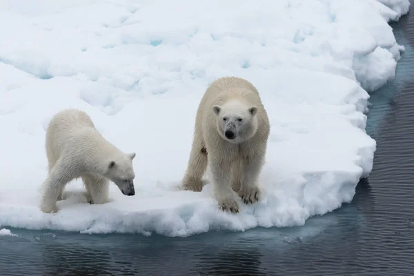 Jegesmedve Ursus Maritimus Anya Kölyök Jégtáblák Svalbard Sarkvidéki Norvégia Északi — Stock Fotó