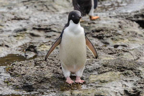 Pinguim Adelie Praia Antártida — Fotografia de Stock