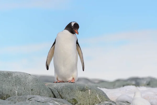 Stormbandpinguïn Sneeuw Antarctische Wateren — Stockfoto