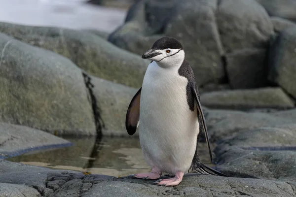 Kinnriemen Pinguin Auf Dem Felsen Aus Nächster Nähe — Stockfoto