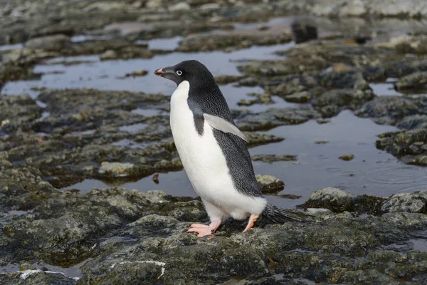 Pinguïn Natuur Habitat — Stockfoto