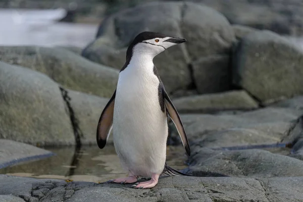 Pingouin Chinstrap Sur Rocher Gros Plan — Photo
