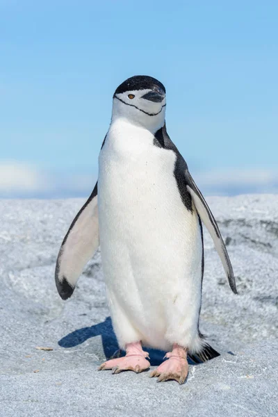 Pinguim Chinstrap Praia Antártida — Fotografia de Stock