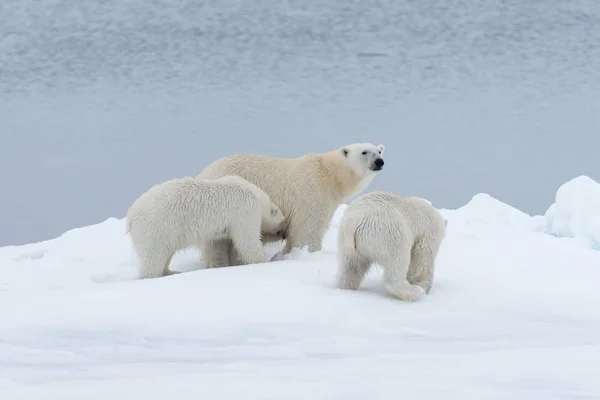 Urso Polar Ursus Maritimus Mãe Filhotes Gêmeos Gelo Pacote Norte — Fotografia de Stock