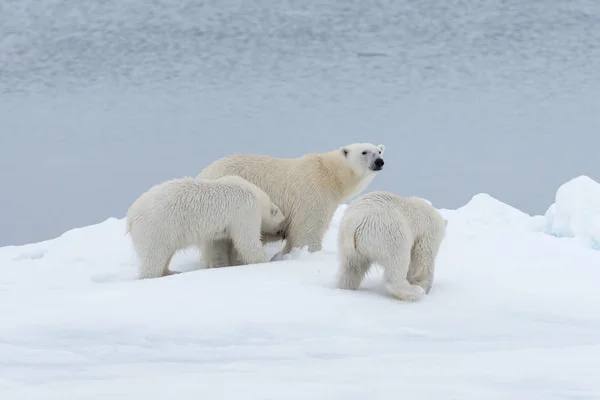 Kutup Ayısı Ursus Maritimus Anne Yataklı Yavrularını Pack Buzda Svalbard — Stok fotoğraf