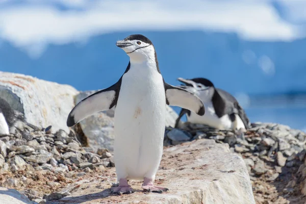 Miğfer Penguen Antarktika Daki Sahilde — Stok fotoğraf