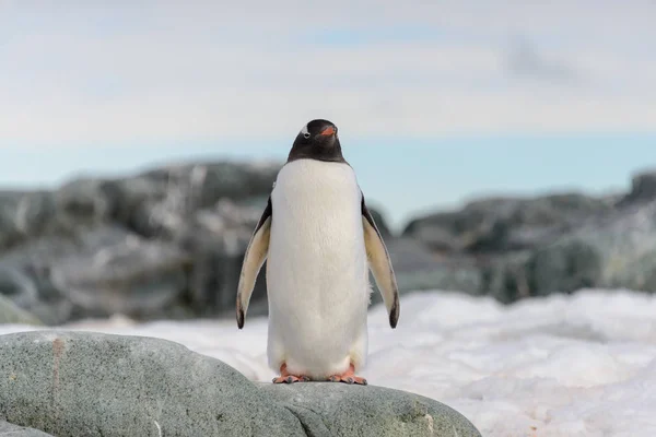 Gentoo Пінгвіна Снігу Антарктиці — стокове фото