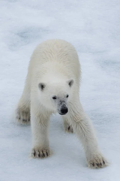 Oso Polar Ursus Maritimus Cachorro Paquete Hielo Norte Svalbard Ártico —  Fotos de Stock