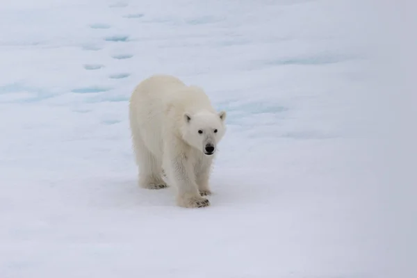 Eisbär Ursus Maritimus Auf Dem Packeis Nördlich Der Insel Spitzbergen Stockfoto