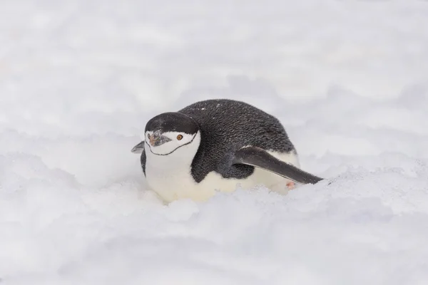 Chinstrap Penguin Creeping Snow Stock Image