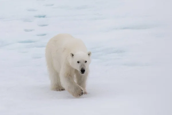 Urso Polar Ursus Maritimus Bloco Gelo Norte Ilha Spitsbergen Svalbard Fotografia De Stock