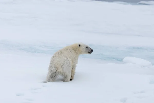 Dziki Niedźwiadek Polarny Lodzie Północ Svalbardu Saneczkarstwo Norwegia Arktyczna Zdjęcie Stockowe