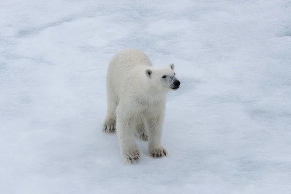 Polar Bear Ursus Maritimus Cub Pack Ice North Svalbard Arctic — Stock Photo, Image