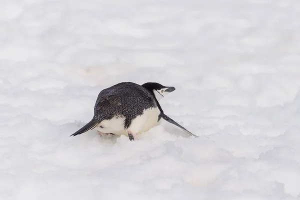 Chinstrap Penguin Creeping Snow Stock Image