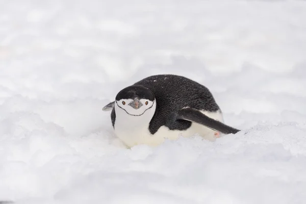 Chinstrap Penguin Creeping Snow Royalty Free Stock Photos