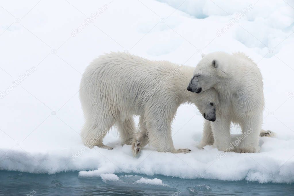 Polar bear (Ursus maritimus) mother and cub on the pack ice, north of Svalbard Arctic Norway